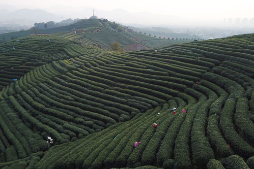 游戏茶园杭州美食拍照攻略(杭州附近茶园旅游)