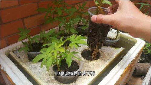 阳台种菜游戏耳机攻略视频(阳台种菜超简单)