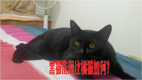 橘猫流浪游戏攻略(橘猫流浪猫)