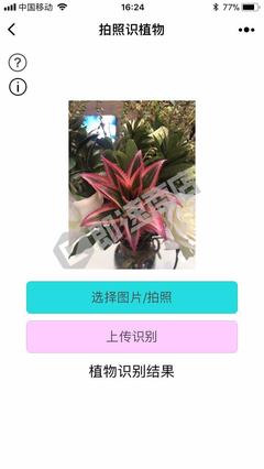 植物鉴定小程序游戏攻略(植物鉴定机构)